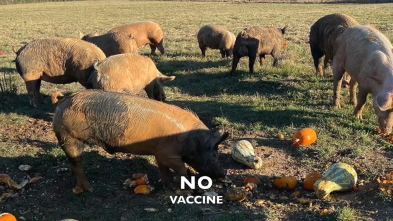 Mississippi grassfed farm, no vaccine, antibiotics , growth hormones, grains