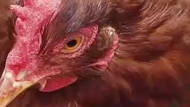 Hen