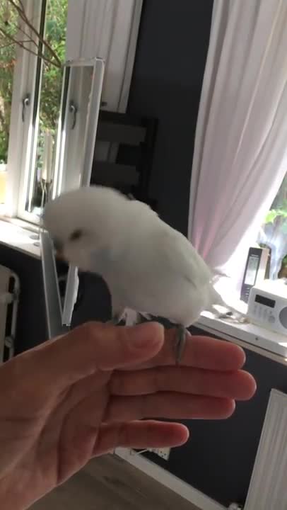 Budgie Being Cuddly