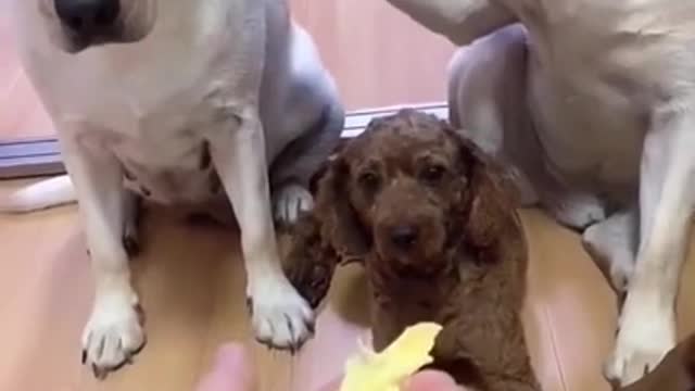 Cute and Funny Animal Videos Compilation 2021