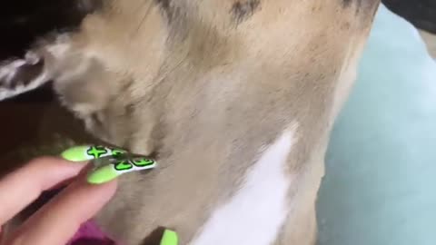 Cute dog loves scratches and cuddles