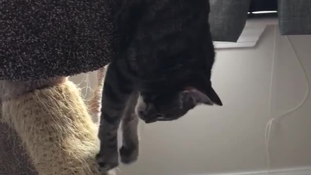 Grey cat plays with gray cat house