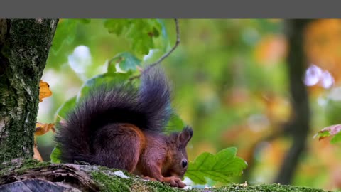 The squirrel sits on a tree and eats.