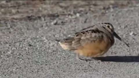 Pushpa dance ab murge bhi kar rahe hai