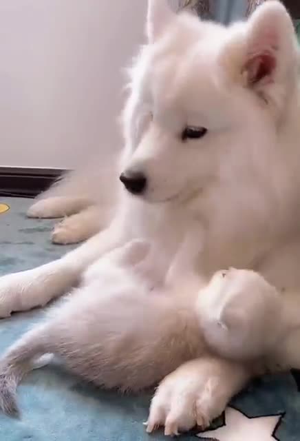 Funniest Animals - Best Of The 2021 Funny Animal Videos #2 Super Funny Dog Videos