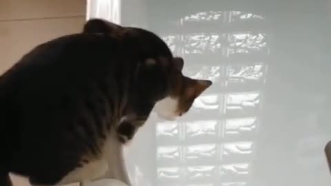 cat is unlucky