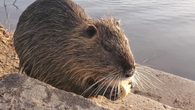 FUNNY ANIMAL