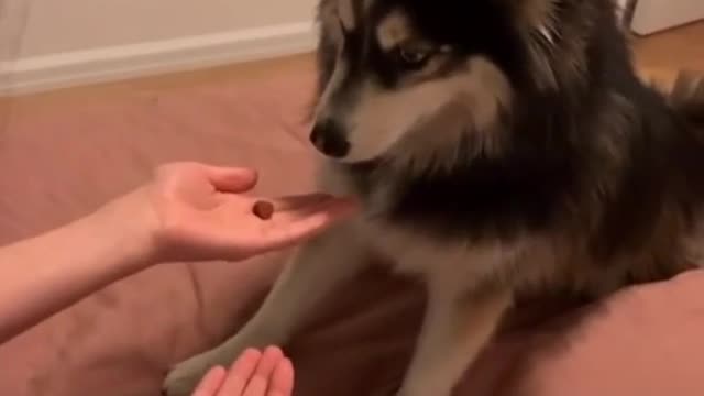 Adorable doggy😀😃😄😁😁