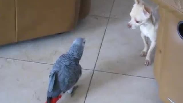 CAT WITH PARROT VIDEO