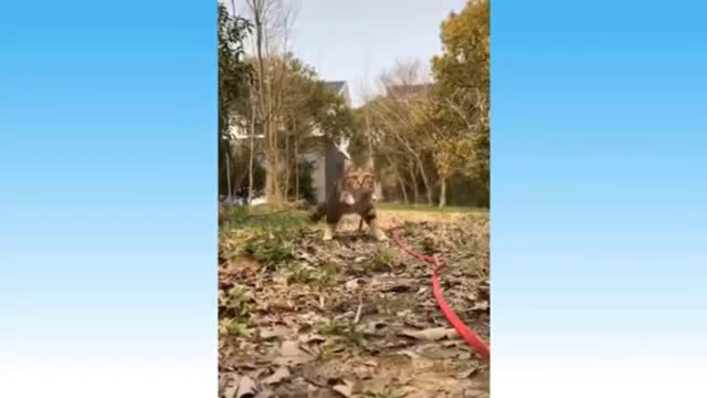 A kitten walking in a zigzag way
