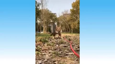 A kitten walking in a zigzag way