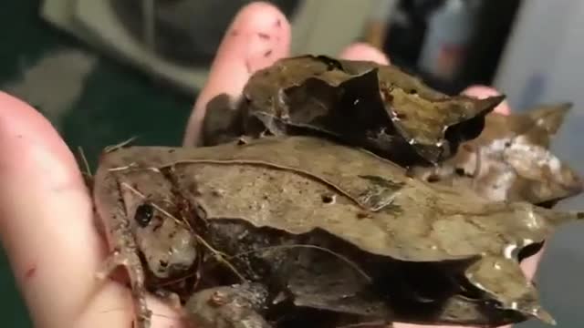 Malayan leaf frogs with the good camouflage.