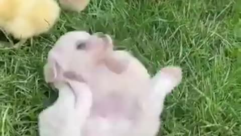 Little puppy playing with friends