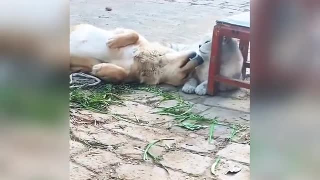 Some people really want love puppies are no exception