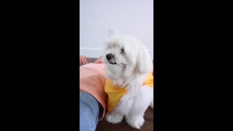 Funny Animals and dogs - Cute puppy