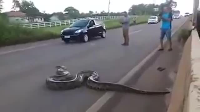 OMG! Giant anaconda advances over car while crossing highway, anaconda vs humans