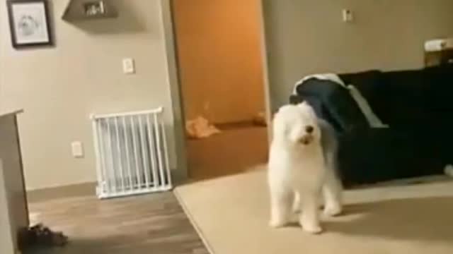 Funny routine of dogs