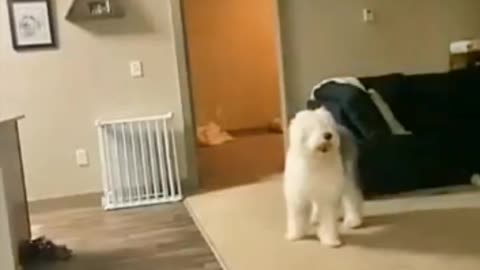 Funny routine of dogs