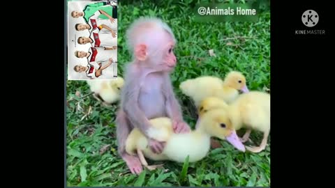Funny video drank onuman