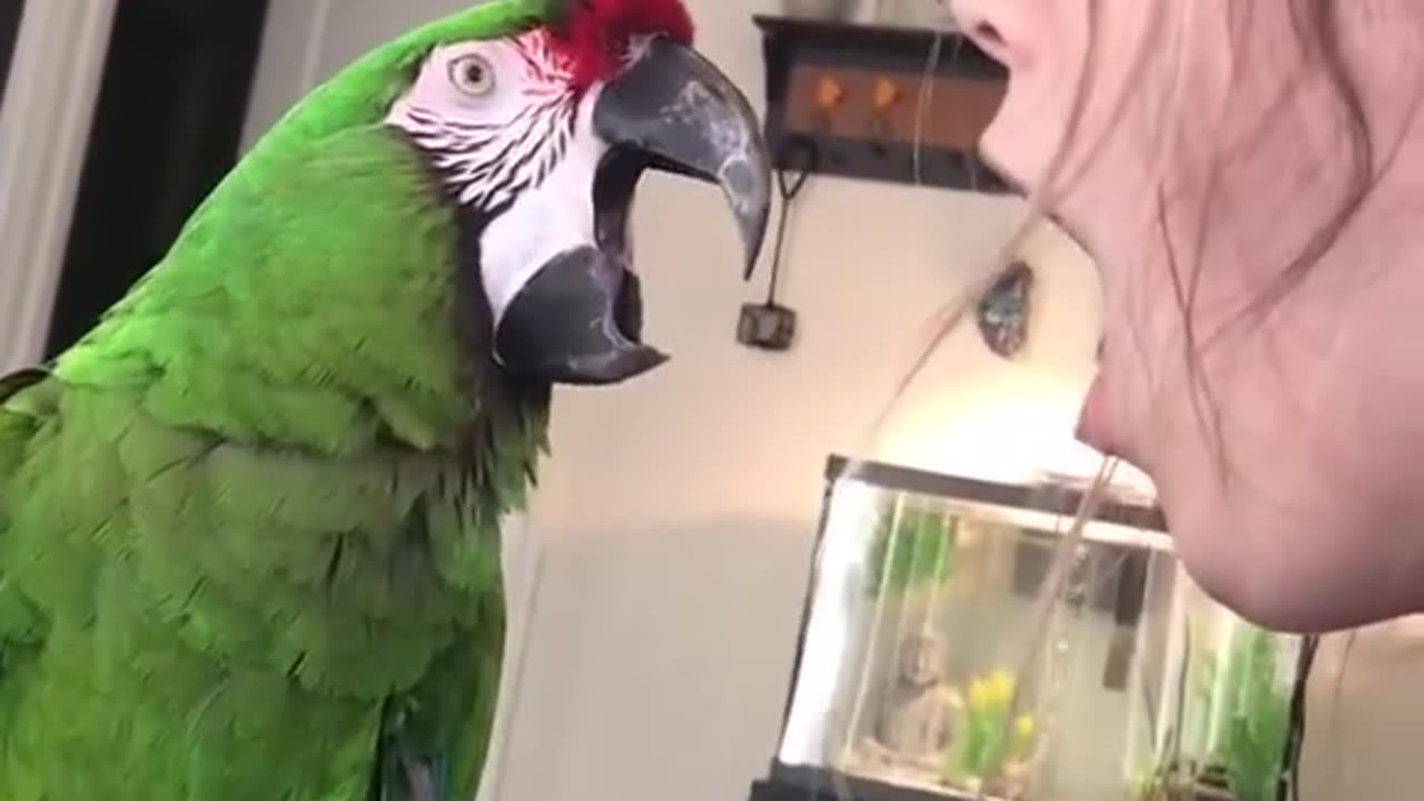 Parrot lmitates woman !!!