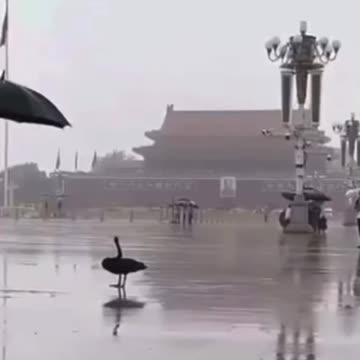 Black swan event coming to Beijing China?