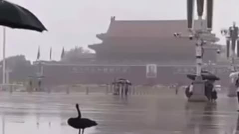 Black swan event coming to Beijing China?