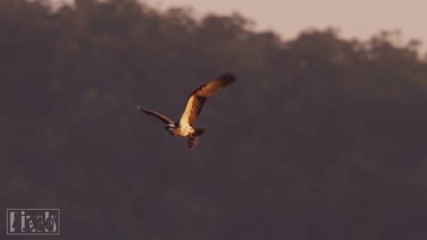 [4k] Wild Animal
