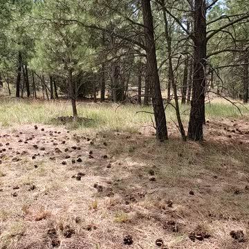 2 many chicks to count