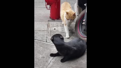 Funniest animals-- very funny🤣 cat🐱..