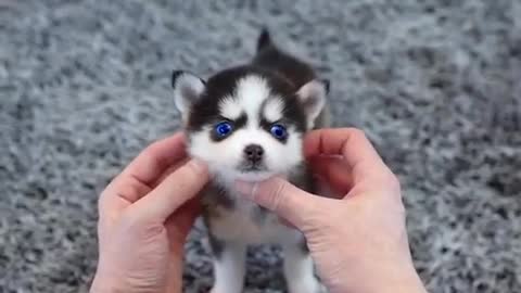 cute husky puppy real