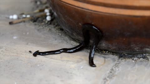 Do you know the Bipalium (hammerhead worm) ??