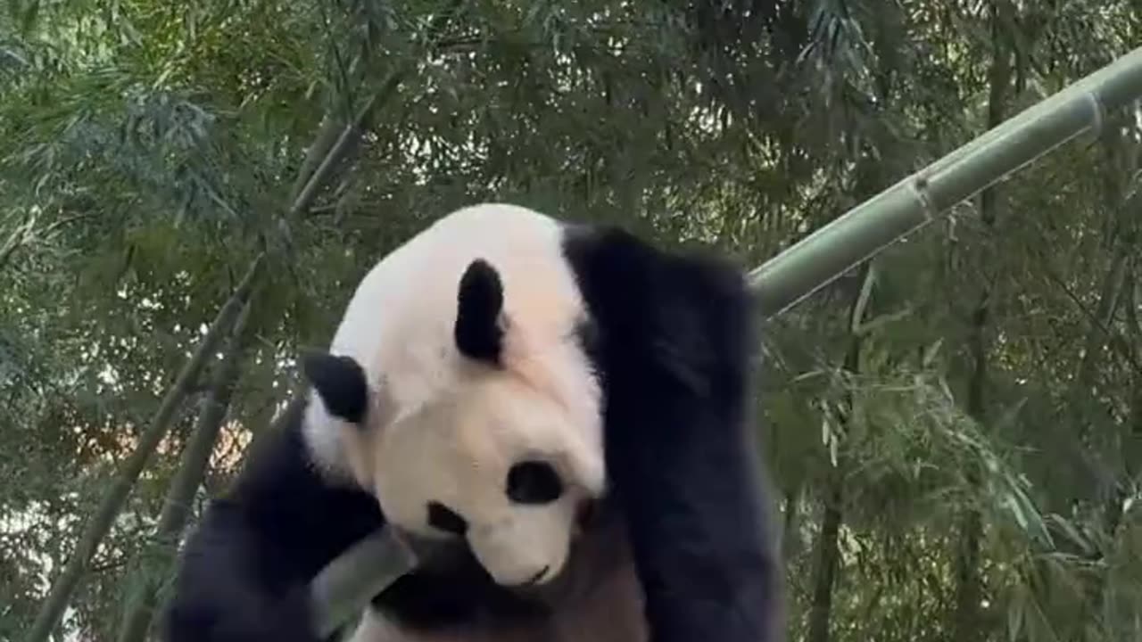Fighting for the buffet every day! 😂 #Panda #GiantPanda #Animal