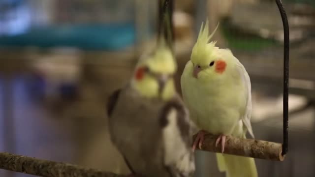 parrots in bird market in doha qatar