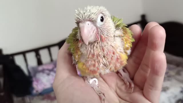 little parrot