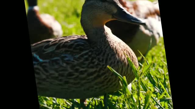 Beautiful Ducks 🦆 in green Jungle.