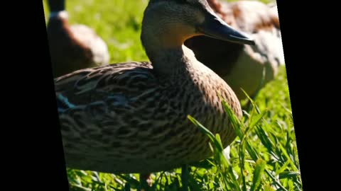 Beautiful Ducks 🦆 in green Jungle.