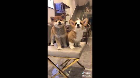 Tiktok Puppies Funny and Cute Dog Videos Compilation 2018