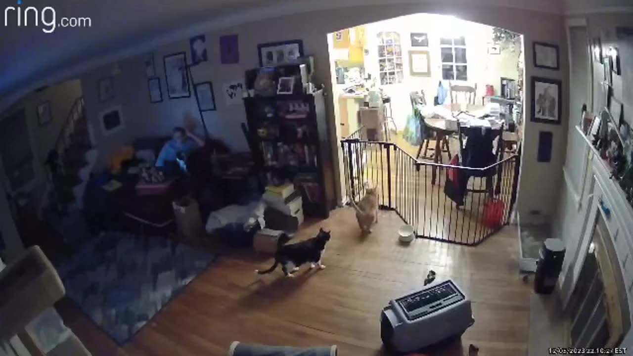 Orange Cat Attempts Kitty Gate Jump