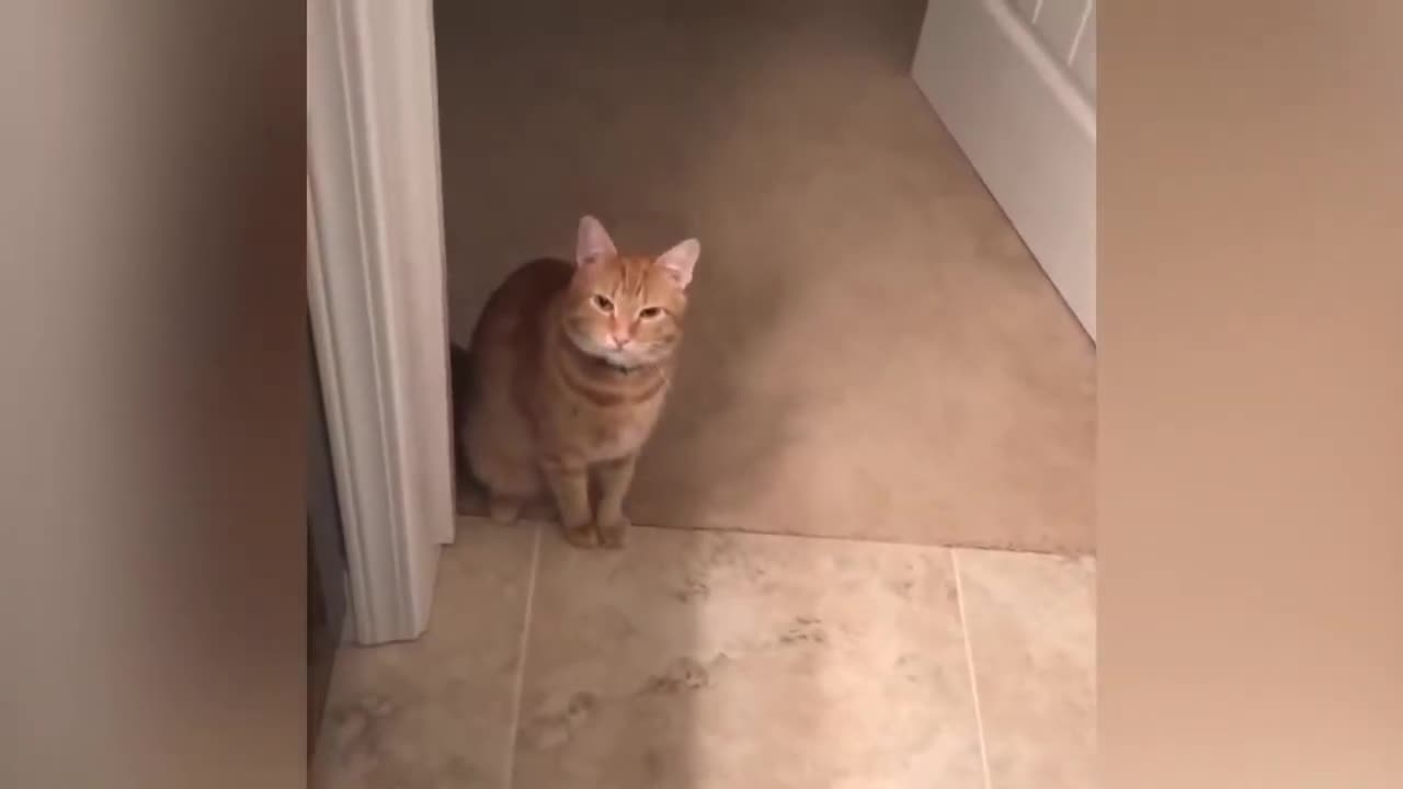 Compilaton of cats who speak with his human