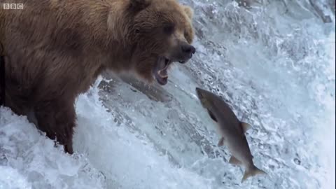 How Wolves Saved Yellowstone