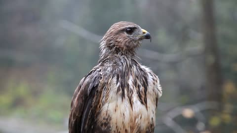 Hawk of prey in the rain