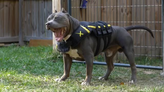 Five (5) American Bully Musical Trening Experience That will get your dog Muscular.