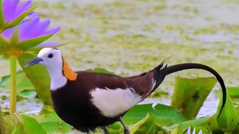 Beautiful animal 💟💟 130