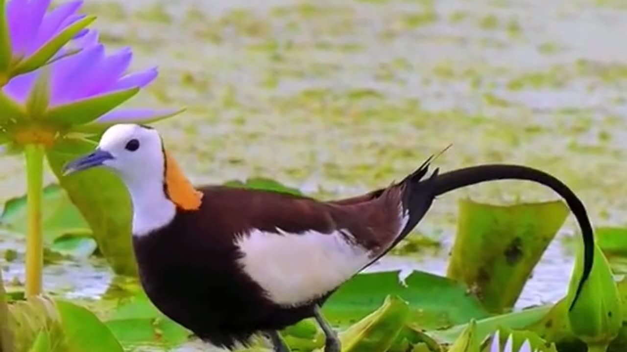 Beautiful animal 💟💟 130