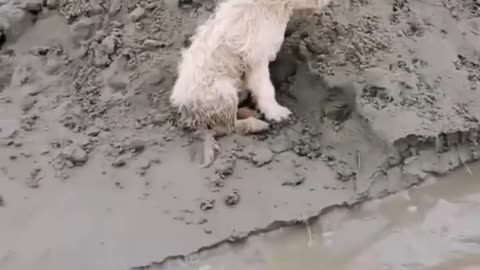 Two Dogs wants help in Flood