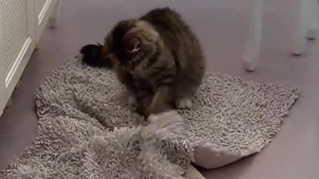 Cat Videos Compilation