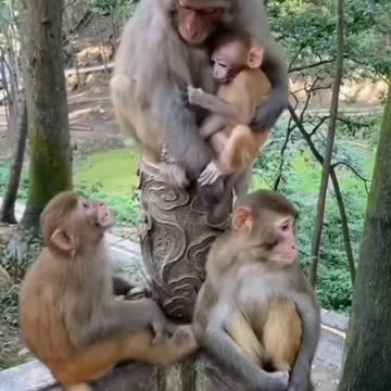 Episode #12 Cute Monkey Family Viral Video Watch Till Ending