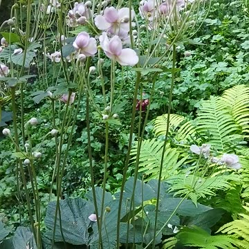 What amazing white flowers! 🌼✨