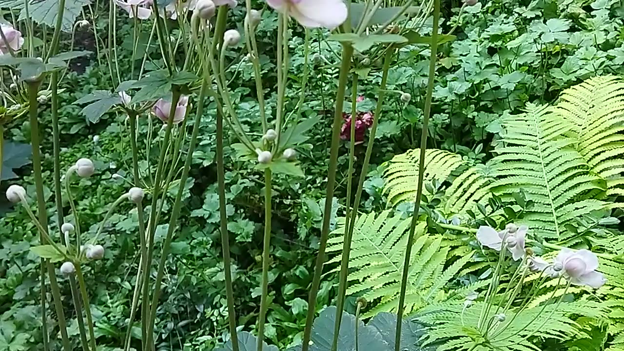 What amazing white flowers! 🌼✨