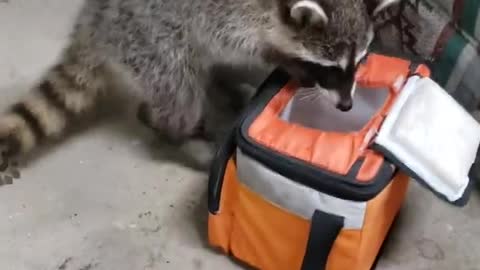 raccoon babies